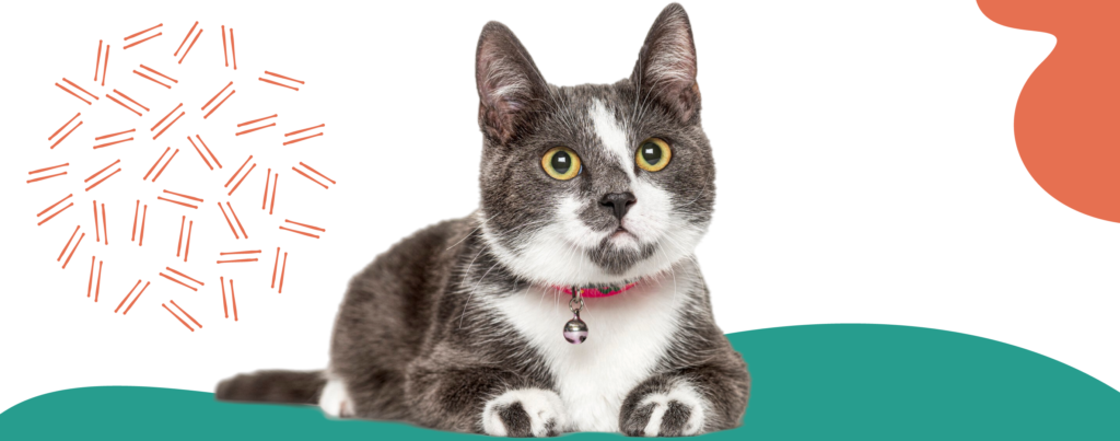 raza de gato