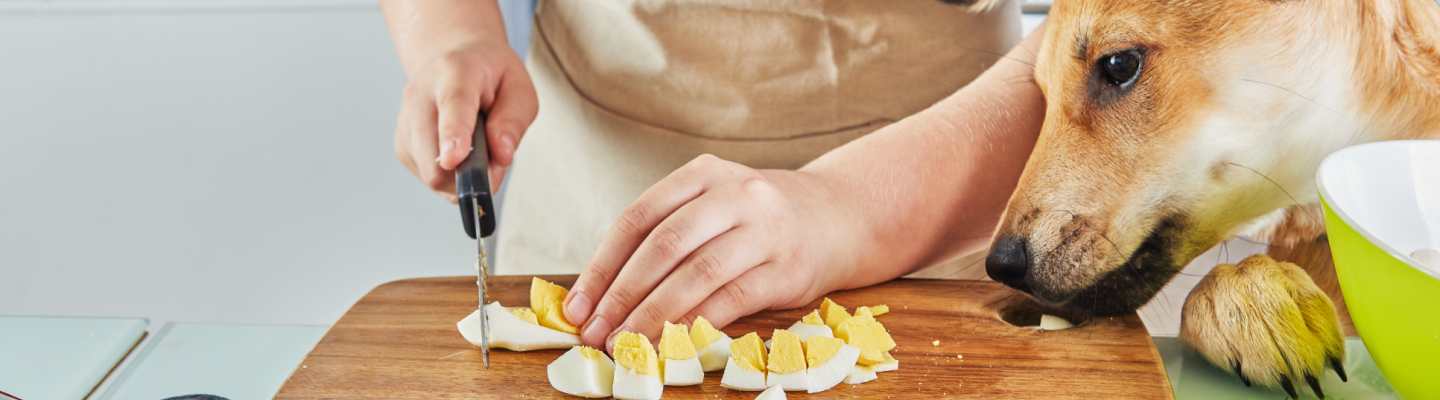 Recetas-caseras-para-mascotas