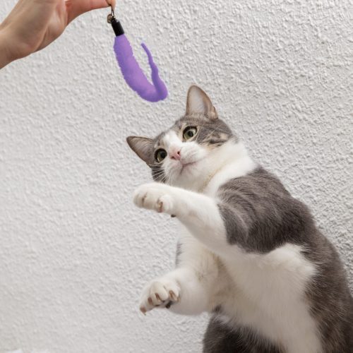 juguetes para gatos
